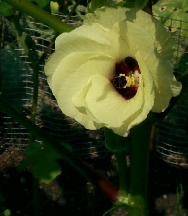 Vegetable Bloom